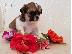 PoulaTo: Longhaired Chihuahuas Για Πώληση CKC Papered